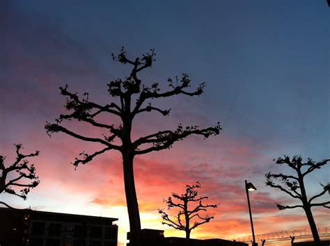 Free Images Tree Branch Silhouette Cloud Sky Sunrise Sunset