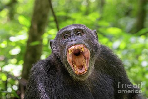 Eastern Chimpanzee Baring Its Teeth Photograph By Dr P Marazziscience