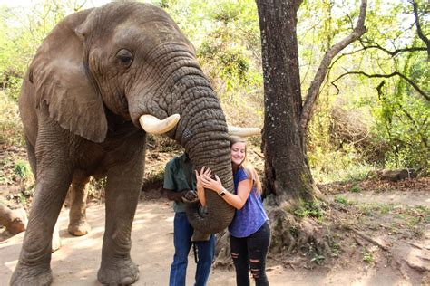 Hazyview Elephant Sanctuary • Young Wayfarer