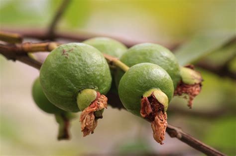 images outdoor wing fruit flower purple food tropical