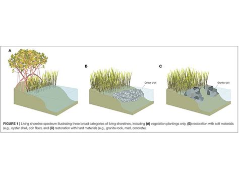 Living Shorelines As A Green Gray Option For Coastal Protection