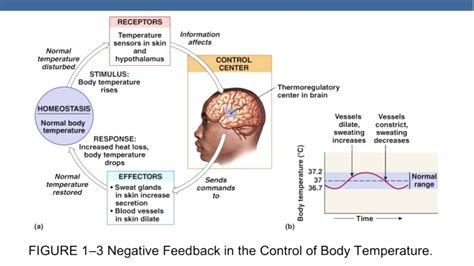 Negative Feedback In Anatomy