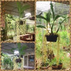 A21 โดยร้านคุณแอ๋ว จ.ชุมพร รหัสสินค้า 207547