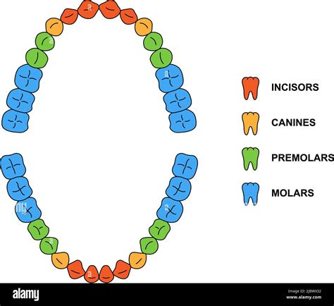 Denti Incisivi Secondari Immagini E Fotografie Stock Ad Alta