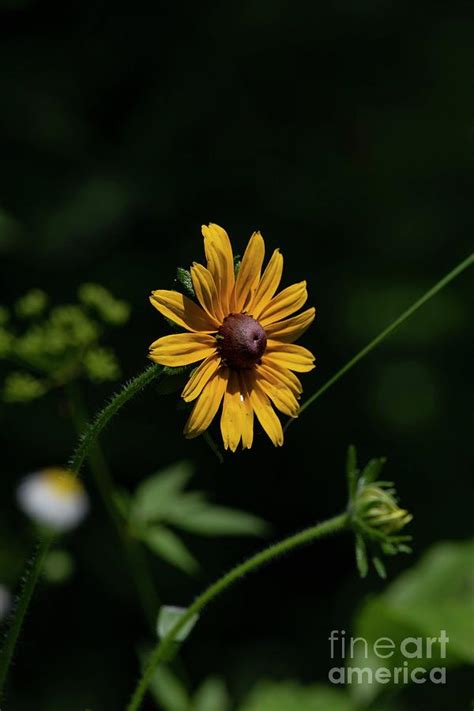 illinois wildflowers  photograph  david bearden pixels