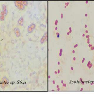 The Morphology Of Azotobacter Gram Negative Bacteria And Coccus A And