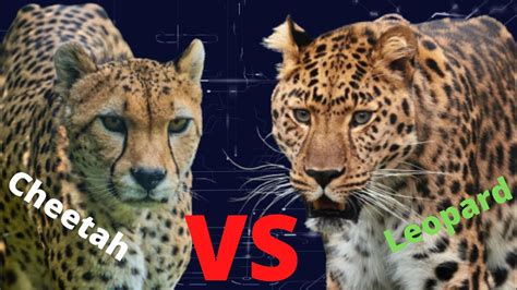 Cheetah Vs Leopard Youtube