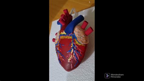 Corazón Latiendo Maqueta Fácil Youtube