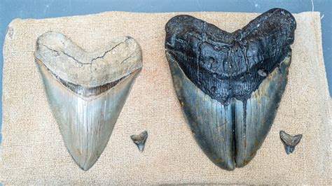 Mystery of cracked megalodon tooth solved by NC State researchers ...