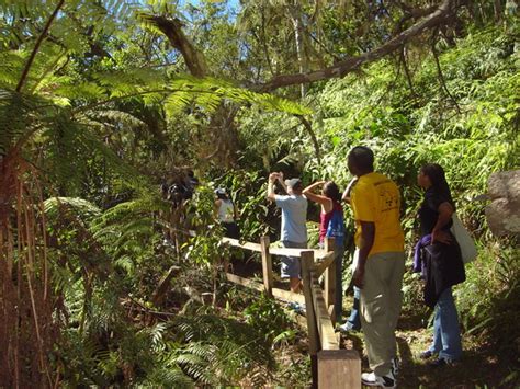 Jamaica's Blue Mountain Hike & Coffee Tour from Kingston