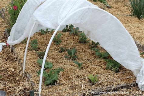 Creative Vegetable Gardener:Learn About the Best Frost Protection for Plants in Spring ...