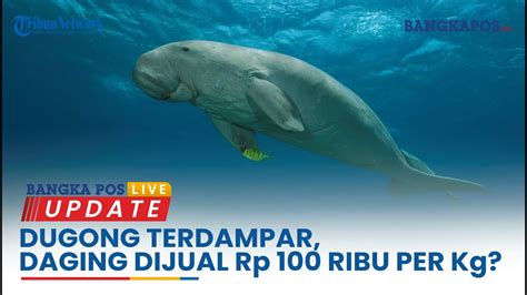 DUGONG TERDAMPAR DAGING DIJUAL Rp 100 RIBU PER Kg BANGKAPOS LIVE