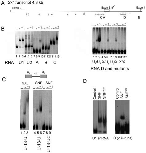 Binding Assay For SNF And Different RNA Fragments A Schematic