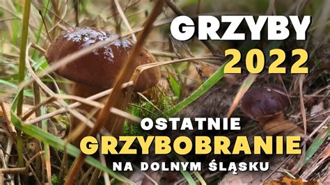 Ostatnie Grzybobranie Grzyby 2022 Listopad FUNGI PILZE