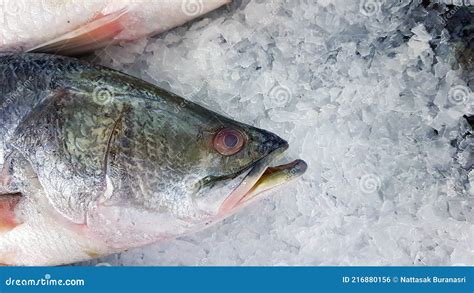 Close Up Fresh Asian Seabass Giant Seaperch Barramundi Or Silver