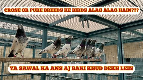 DOSTON BHAION KA SAWAL CROS OR PURE BIRDS ALAG ALAG HAIN AP KE