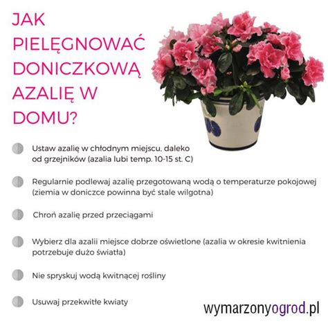 Azalia doniczkowa uprawa w doniczce podlewanie nawożenie cięcie