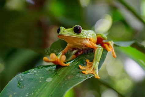 Sapo De Vidro Agalychnis Spurrelli Na Costa Rica Imagem De Stock