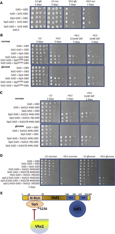 The Std Activator Of The Snf Ampk Kinase Controls Glucose Response In