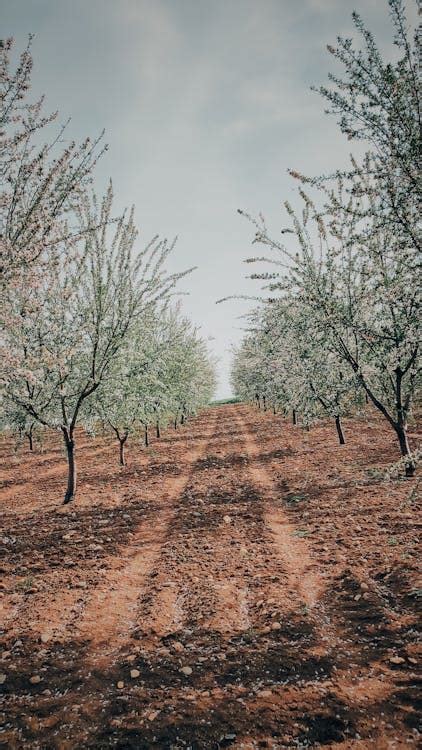 Orchard with Cherry Blossom · Free Stock Photo