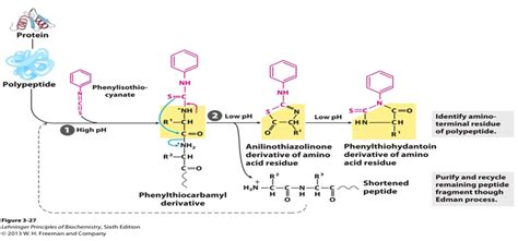 Protein Sequencing of Edman Degradation - Creative Proteomics Blog