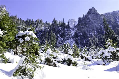 Fotos gratis paisaje árbol naturaleza bosque al aire libre