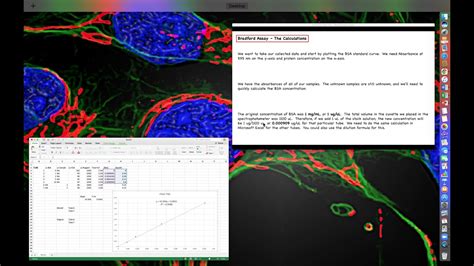 Bradford Assay Using Microsoft Excel To Plot A Standard Curve Youtube