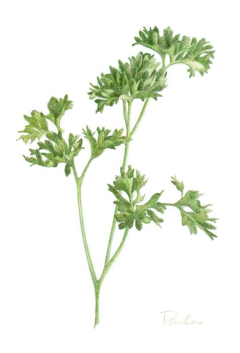 Fresh Parsley Drawing By Paula Pertile