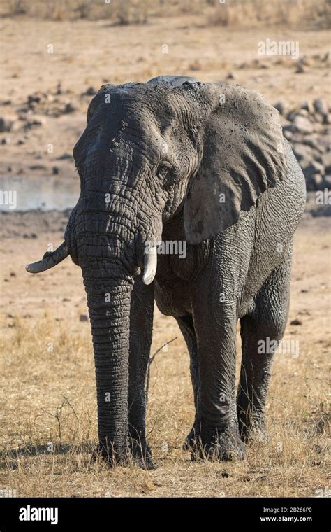 African Elephant Loxodonta Africana Africana Kruger National Park