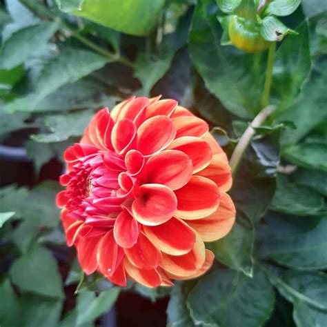 Buy Dahlia Plants Dachshund Dahlias