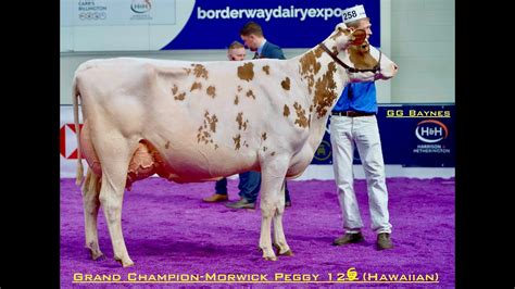 Ayrshire Championship Borderway Uk Dairy Expo Youtube