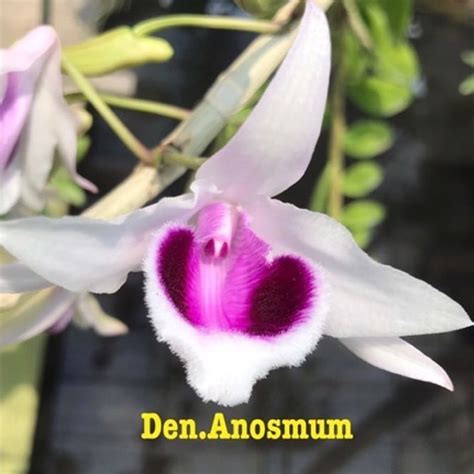 Amthai Orchids Available Now Orchidflask