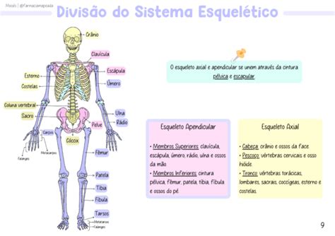 Sistema Esquelético Farmácia Mapeada