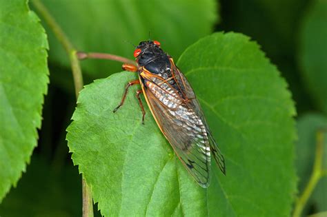 Do adult periodical cicadas actually feed on anything?