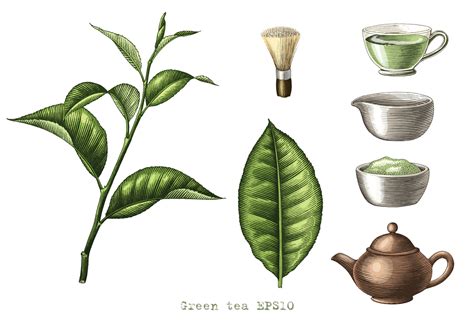 Green Tea Collection Hand Drawing Engraving Style Art Isolated On White