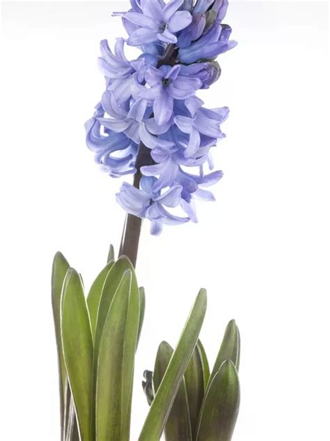 Hyacinthus Orientalis Garten Hyazinthe Baumschule Schumann