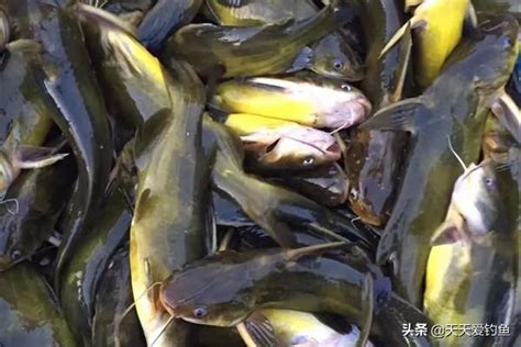 夏天傳統手竿釣黃顙魚技巧，野釣黃顙魚，就用這種釣法 每日頭條