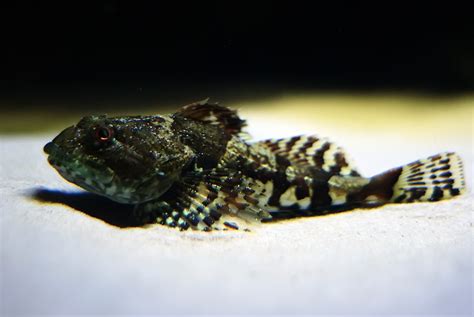 Shorthorn Sculpin Common Fish Of The Maine Coast · Inaturalist