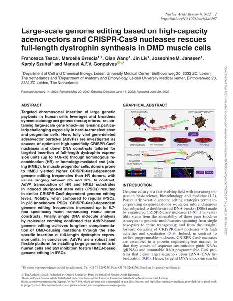 Pdf Large Scale Genome Editing Based On High Capacity Adenovectors