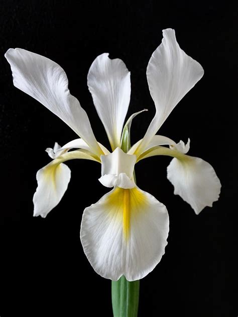 White Japanese Iris Photograph by Lillian Bell