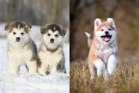 Alaskan Malamute Vs Akita Whats The Difference • Hellobark