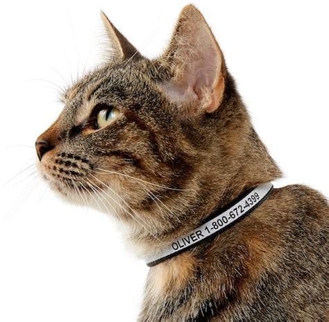 Kitten Collars | Keep Your Kitten Safe With These Excellent Collars