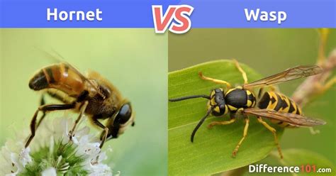 Hornet vs. Wasp: What is the difference between hornet and wasp? Hornet vs. Wasp: In This ...