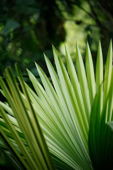 Free Images Tree Nature Branch Lawn Sunlight Leaf Flower Green