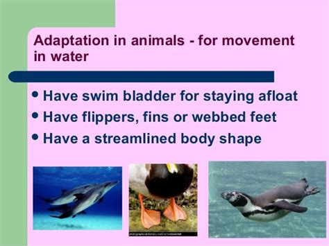 Adaptations in animals p6 elearning 2015 - day 1