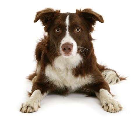 Chocolate Border Collie Puppies