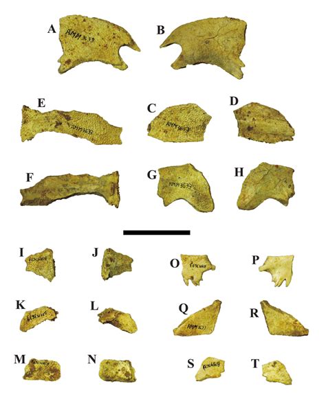 Pleistocene Trionychid Turtles From Alabama A T Apalone Sp Rmm