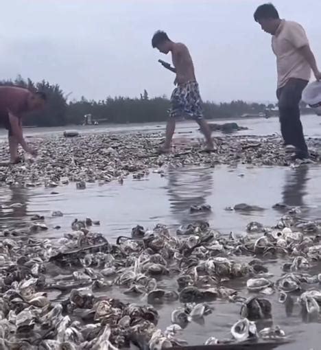 密密麻麻！广东一地海滩突现大量生蚝，网友看饿了澎湃号·媒体澎湃新闻 The Paper