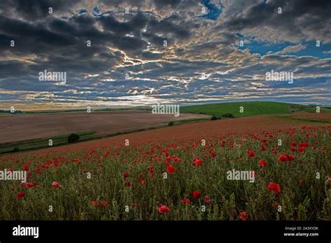 Papaver Rhoeas Summer Uk Hi Res Stock Photography And Images Alamy