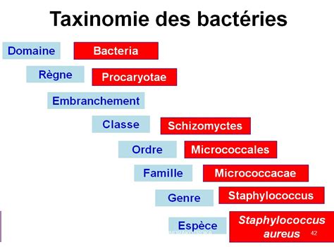 Classification Taxonomie Des Bact Ries